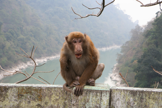 Siliguri Beetje agressieve aap met Bokito-neigingen op de brug<br><br> 1350_4239.jpg