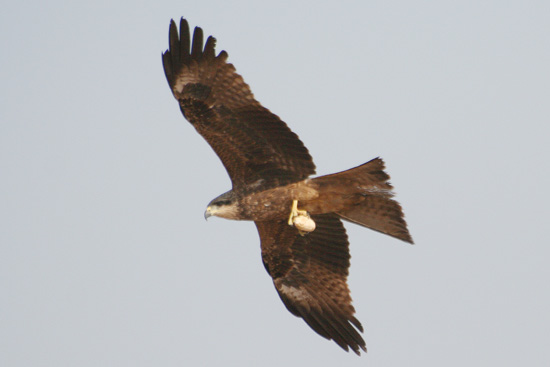 Tiruchirappalli Roofvogel met geroofd ei in de klauwen IMG_6539ps.jpg