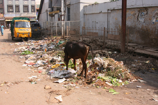 Madurai2 Bekend straatbeeld in India IMG_6752.jpg