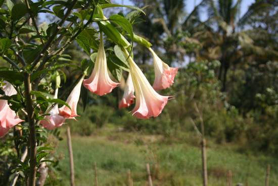 Periyar  IMG_6899.jpg