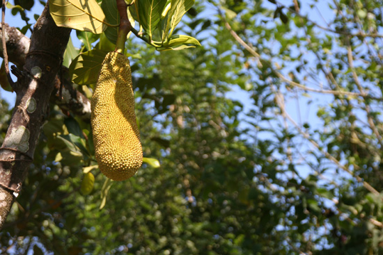 Periyar Jackfruit IMG_6903.jpg