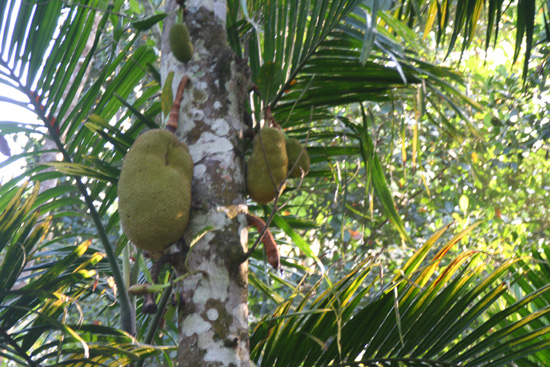 Periyar  IMG_6938.jpg