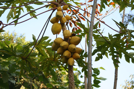 Periyar Papaya IMG_6948.jpg