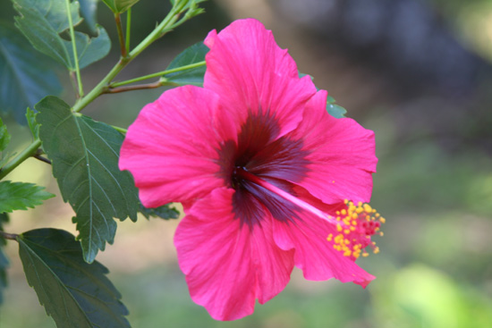 Periyar Hibiscus IMG_6950.jpg