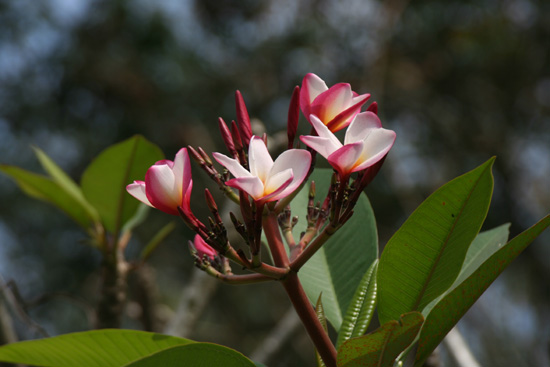 Periyar  IMG_7059.jpg