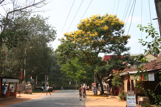 Periyar Ook buiten het park nog mooie bomen IMG_7067.jpg