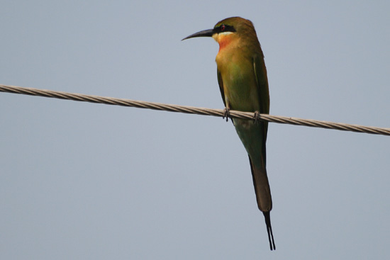 Cochin Bijeneter IMG_7390ps.jpg