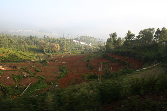 Ooty  IMG_7746.jpg