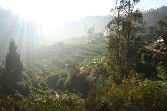 Ooty  IMG_7777.jpg