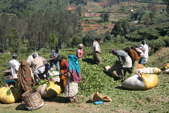 Ooty Theepluksters op de plantage IMG_7960.jpg