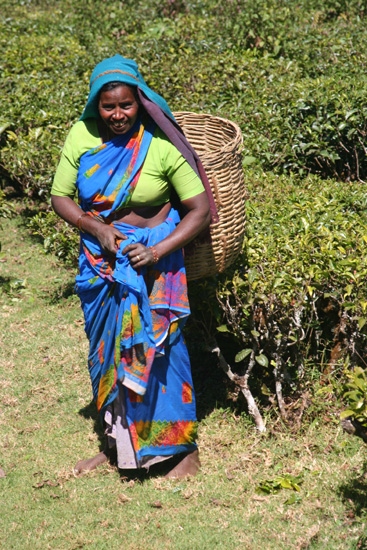 Ooty  IMG_7971.jpg