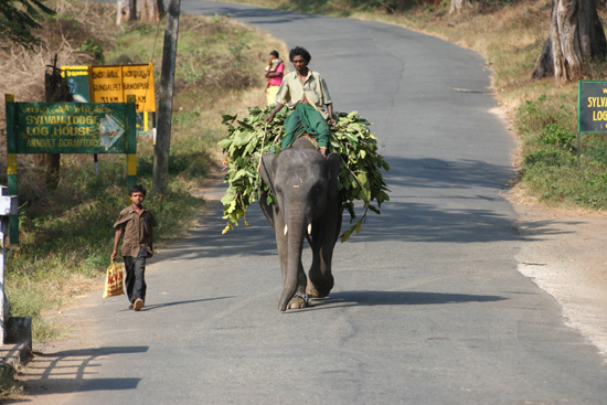 Ooty  IMG_7983.jpg