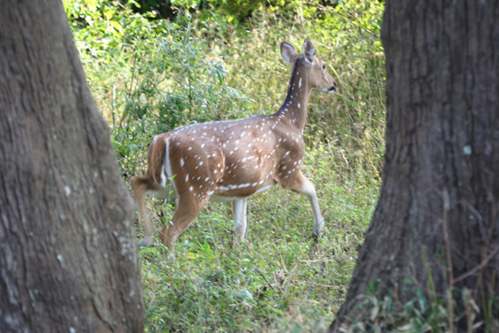 Ooty  IMG_7987.jpg