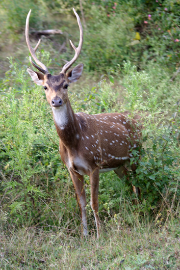 Ooty  IMG_8049ps.jpg