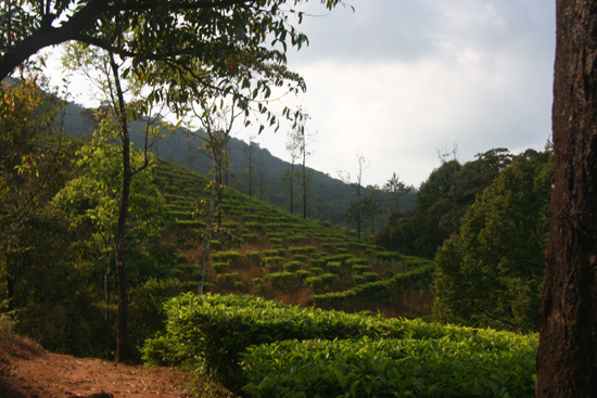 Madikeri Theeplantages rondom Madikeri IMG_8316.jpg