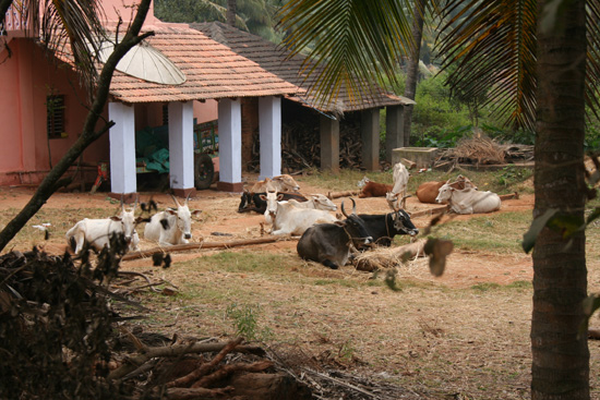 Belur Boerderij IMG_8397.jpg