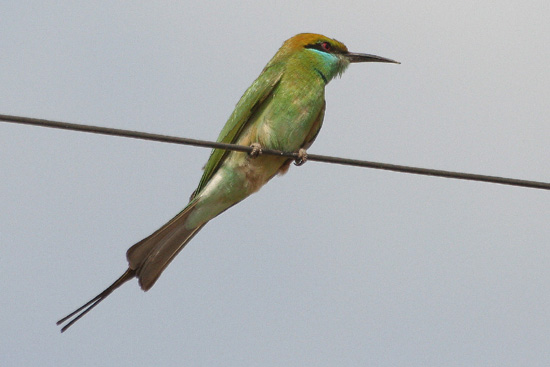 Hampi Bijeneter IMG_8935ps.jpg