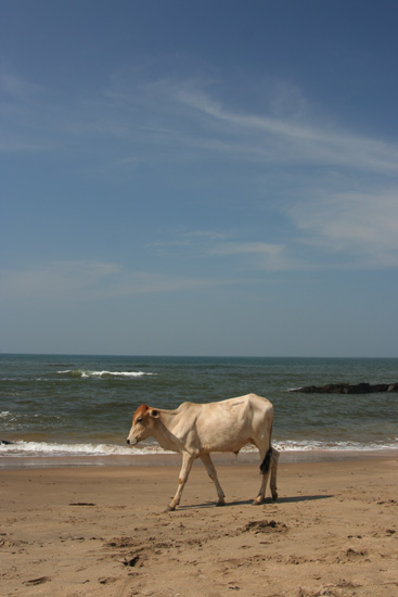 Goa Flaneren op het strand IMG_9389.jpg