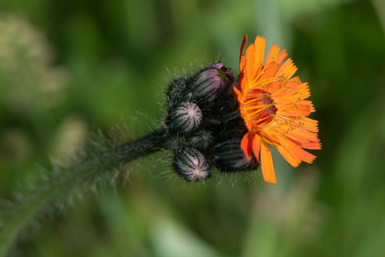 Macro02 Zwanenwater bij Callantsoog<br><br> Zwanenwater-4047.jpg