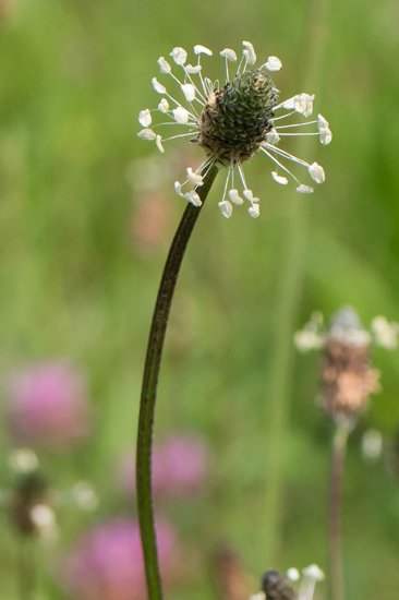 Macro02 Zwanenwater bij Callantsoog<br><br> Zwanenwater-4062.jpg