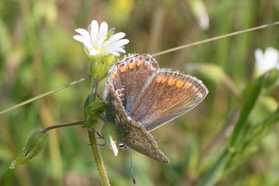 Macro02 Zwanenwater bij Callantsoog<br><br> Zwanenwater-4073.jpg