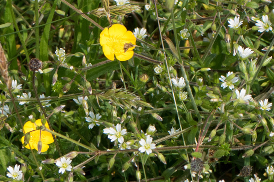 Macro03 Zwanenwater bij Callantsoog<br><br> Zwanenwater-4084.jpg