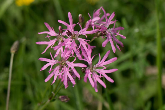 Macro04 Koekoeksbloem<br><br> Zwanenwater-4270.jpg