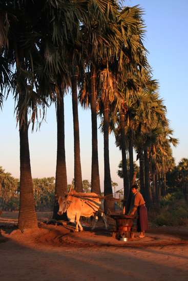 Mountpopa Palmsuikerfabriek bij zonsopgang   2270_6330.jpg