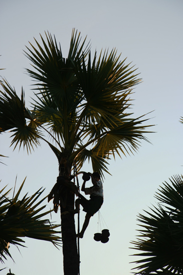 Mountpopa Verzamelpotten voor de palmsuikerolie    2280_6332.jpg