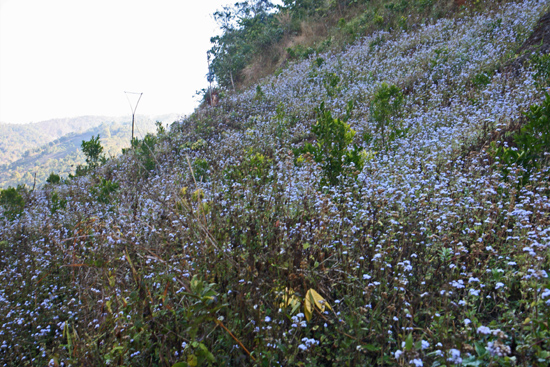 Kalaw1 Trekking langs de dorpen van de bergvolkeren Bloeiende berghellingen   2570_6478.jpg