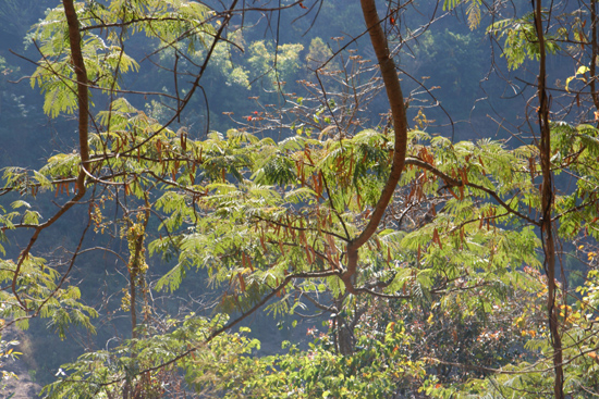 Kalaw1 Trekking langs de dorpen van de bergvolkeren   2600_6510.jpg