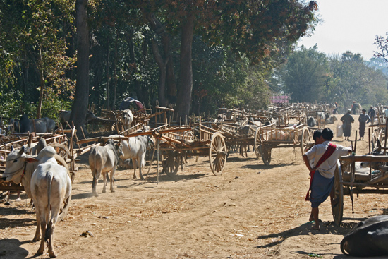 Inlemeer1 Inle lake - Nam Pan markt Grote parkeerplaats voor de ossenwagens   3020_7081.jpg