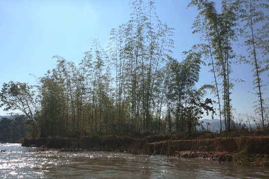 Inlemeer1 Inle lake Hoge bamboebomen vlakbij Indein   3130_7260.jpg