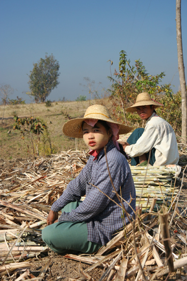 Inlemeer2 Inle meer Suikerriet bewerksters   3520_7641.jpg