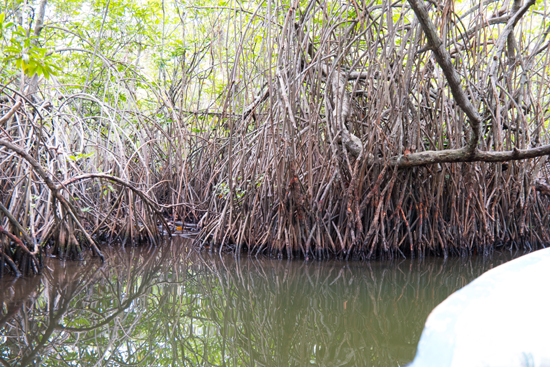 Balapitiya Boottocht op de Madu rivier  Mangrove bomen-0160
