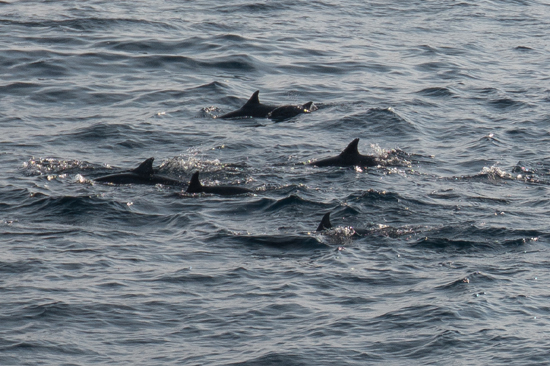 Mirissa De eerste dolfijnen tijdens het walvis-spotten-0280