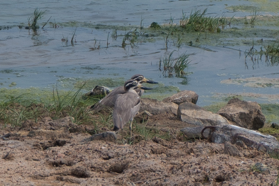 Yala National Park Great stone-curlew -1020