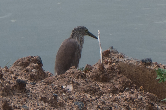 Yala National Park Indian Pond Heron of Paddybird Ardeola grayii-1030