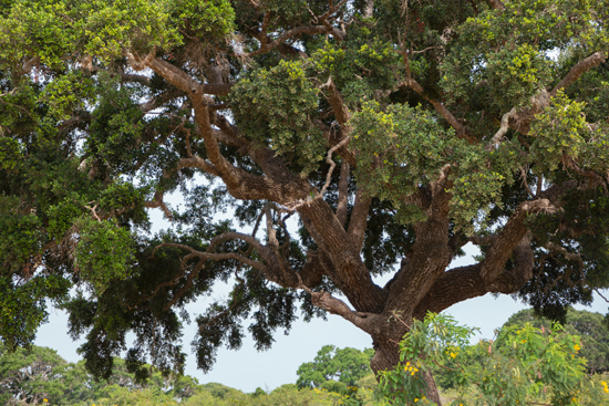 Yala National Park Visarend .. even zoeken-1040