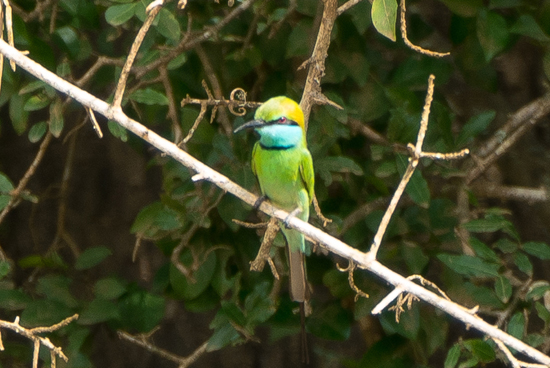 Yala National Park Bijeneter-1050