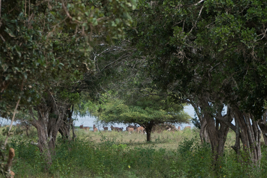 Yala National Park Axisherten langs het water-1060