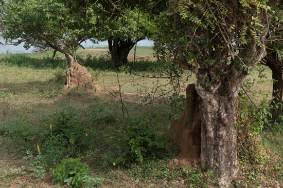 Yala National Park Termietenheuvels-1070