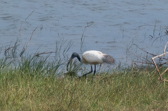 Yala National Park Black-headed Ibis-1080