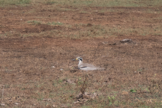 Yala National Park-1090