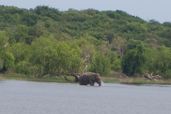 Yala National Park Olifant steekt het meer over-1100