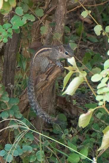 Yala National Park Indische palmeekhoorn-1110