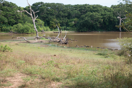 Yala National Park-1120