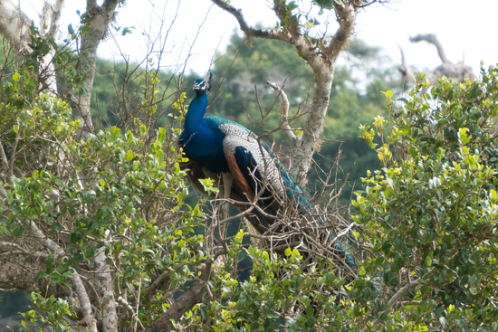 Yala National Park Pauw in boom-1130