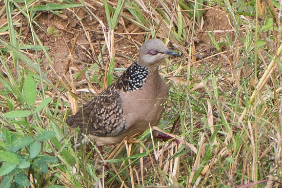 Yala National Park Spotted dove - parelhalstortel-1140