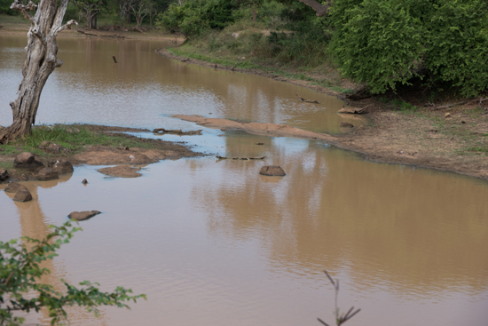 Yala National Park Er zou een krokodil zichtbaar moeten zijn..-1150